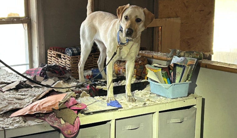 Gilbert Fire & Rescue Department Welcomes Xanadu, New Canine Detective Trained to Sniff Out Accelerants