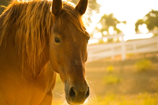 Gonzales Horse 'Rescue' Becomes Horror Scene As Neglected Animals Put Down
