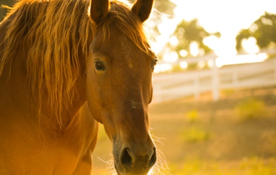 Gonzales Horse 'Rescue' Becomes Horror Scene As Neglected Animals Put Down