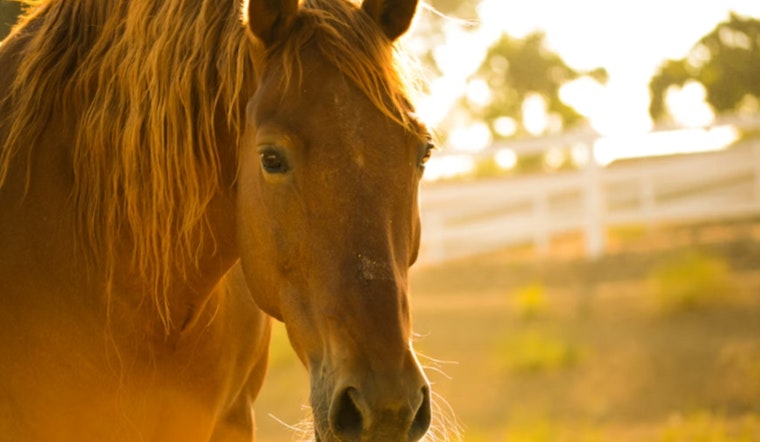 Gonzales Horse 'Rescue' Becomes Horror Scene As Neglected Animals Put Down