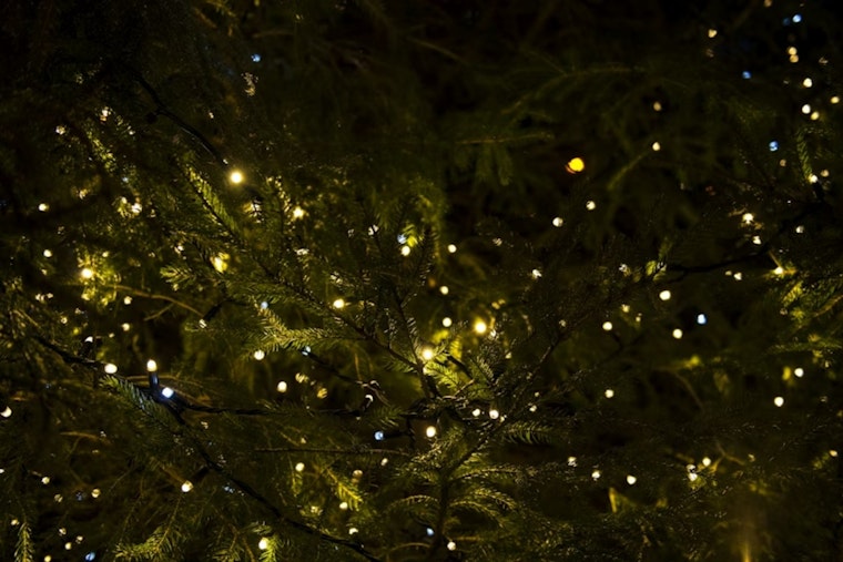 Grand Prairie Offers Eco-Friendly Christmas Tree Recycling Program: Free Mulch for Residents