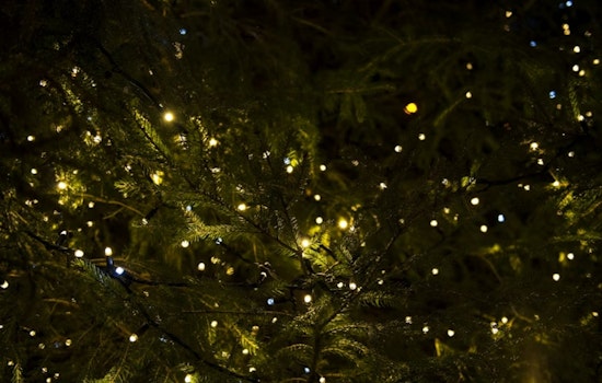Grand Prairie Offers Eco-Friendly Christmas Tree Recycling Program: Free Mulch for Residents
