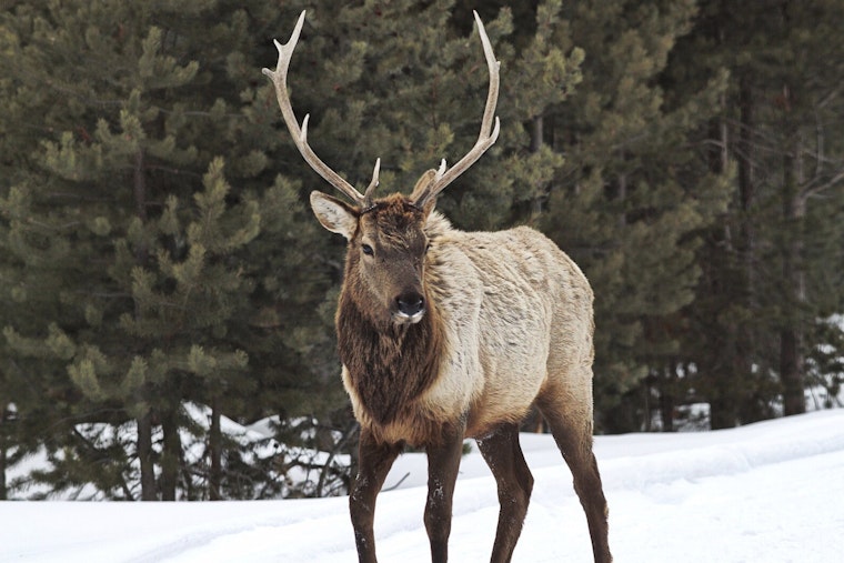 Haywood County Elk Freed from Child's Swing by NC Wildlife Officials in Coordinated Rescue Effort