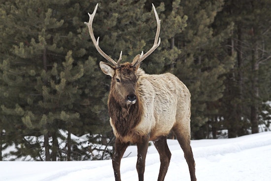 Haywood County Elk Freed from Child's Swing by NC Wildlife Officials in Coordinated Rescue Effort