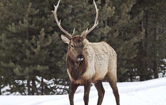 Haywood County Elk Freed from Child's Swing by NC Wildlife Officials in Coordinated Rescue Effort