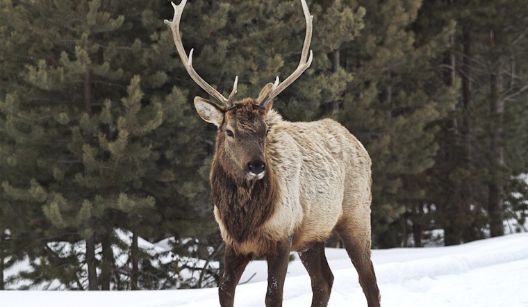 Haywood County Elk Freed from Child's Swing by NC Wildlife Officials in Coordinated Rescue Effort