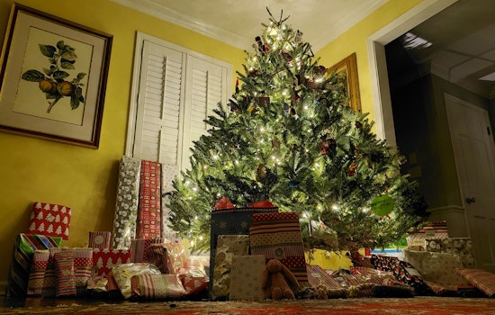 Hillsborough County Offers Eco-Friendly Christmas Tree Disposal Options to Residents