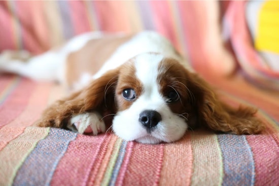 SFPD Investigates 'Rover' App Sitter After 2 Dogs Die; Owners Cite Video, Vet Records