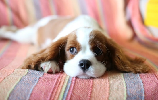 SFPD Investigates 'Rover' App Sitter After 2 Dogs Die; Owners Cite Video, Vet Records
