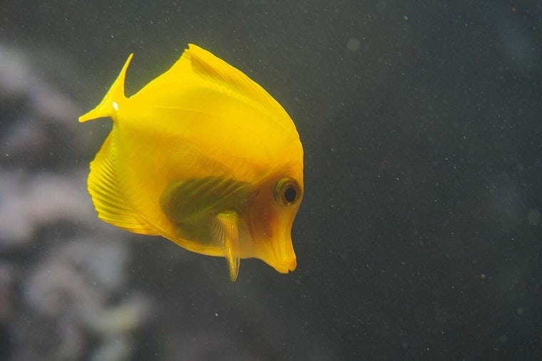 Honolulu Man Sentenced to Probation for Illegal Sale of Hawaiian Tropical Fish and Importation of Protected Species