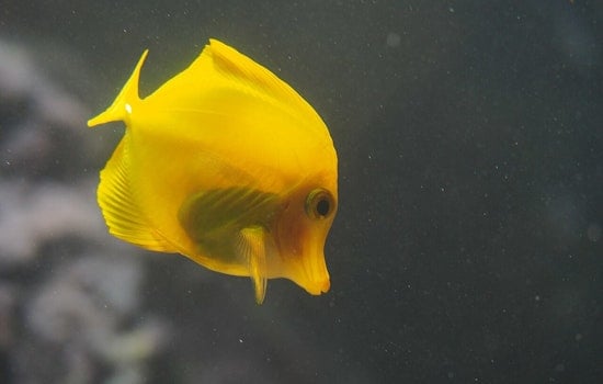 Honolulu Man Sentenced to Probation for Illegal Sale of Hawaiian Tropical Fish and Importation of Protected Species