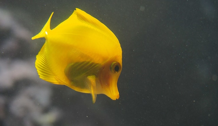 Honolulu Man Sentenced to Probation for Illegal Sale of Hawaiian Tropical Fish and Importation of Protected Species