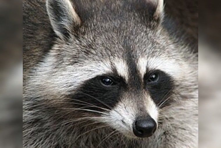 Hopedale Officials Defend Officer's Decision to Euthanize Aggressive Raccoon Amid Public Concern