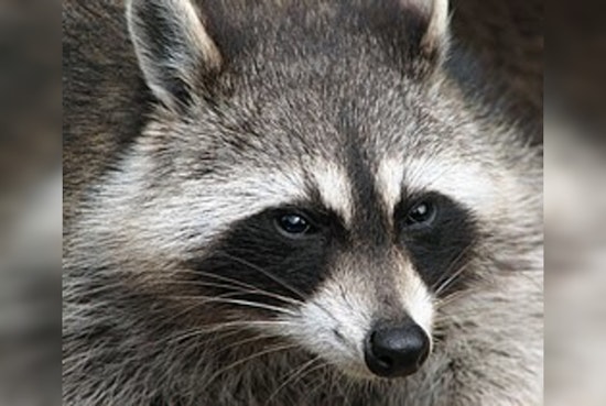 Hopedale Officials Defend Officer's Decision to Euthanize Aggressive Raccoon Amid Public Concern