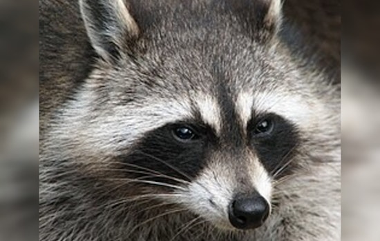 Hopedale Officials Defend Officer's Decision to Euthanize Aggressive Raccoon Amid Public Concern