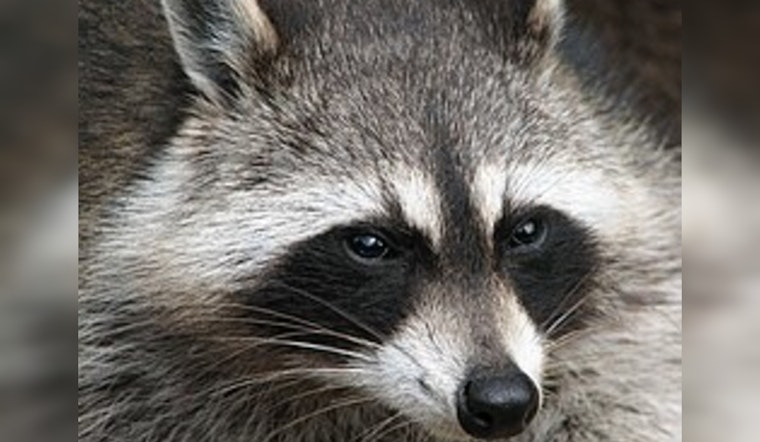 Hopedale Officials Defend Officer's Decision to Euthanize Aggressive Raccoon Amid Public Concern