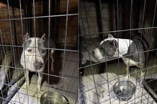 Horizon City Police Seek Owner of Lost Dog Found Near Ricardo Estrada Middle School