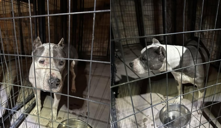 Horizon City Police Seek Owner of Lost Dog Found Near Ricardo Estrada Middle School