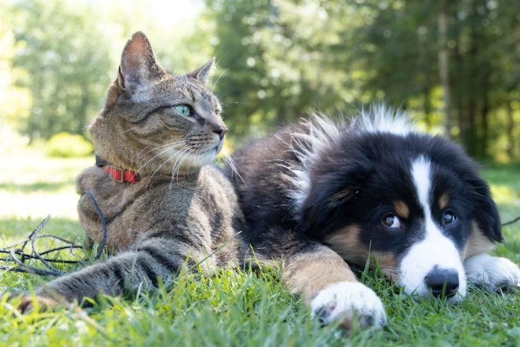 Houston Area Animal Shelters Struggle as Petfinder Policy Change and Technical Issues Thwart Adoptions