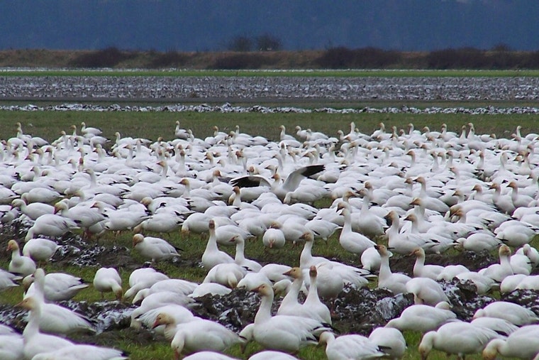 Hundreds of Snow Geese Dead in Northampton County; Avian Flu Suspected by Pennsylvania Game Commission
