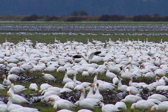 Hundreds of Snow Geese Dead in Northampton County; Avian Flu Suspected by Pennsylvania Game Commission