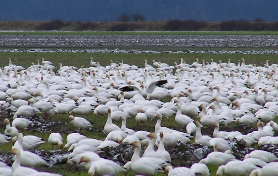 Hundreds of Snow Geese Dead in Northampton County; Avian Flu Suspected by Pennsylvania Game Commission