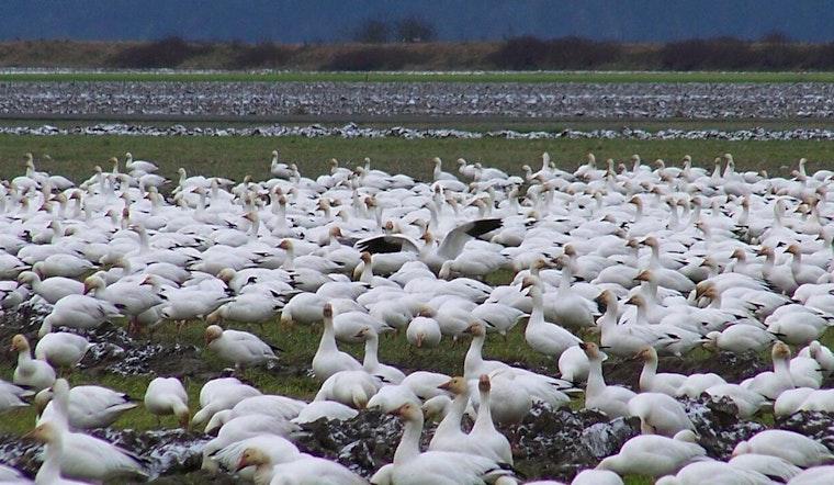 Hundreds of Snow Geese Dead in Northampton County; Avian Flu Suspected by Pennsylvania Game Commission