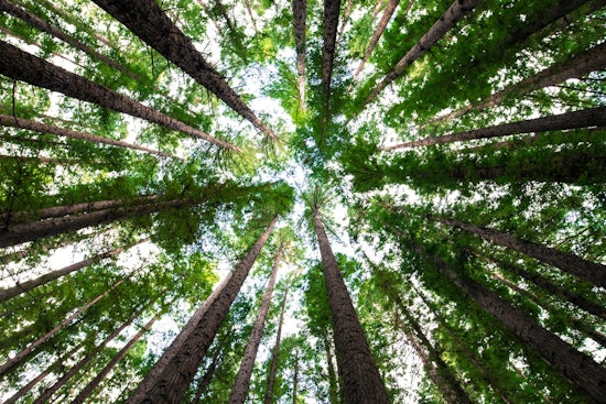 Huntersville Embraces Environmental Stewardship with Tree Preservation Efforts