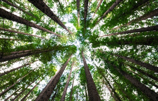 Huntersville Embraces Environmental Stewardship with Tree Preservation Efforts