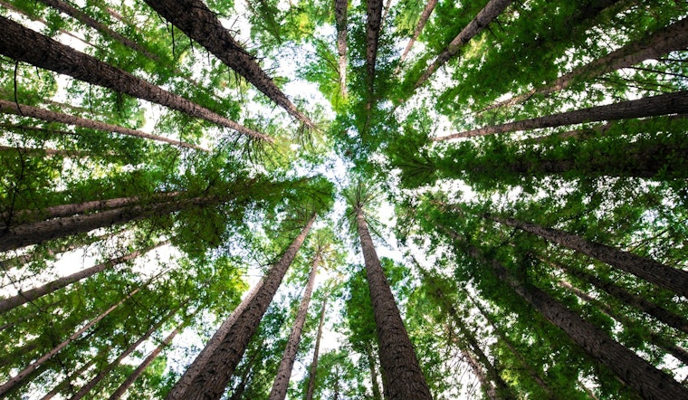 Huntersville Embraces Environmental Stewardship with Tree Preservation Efforts