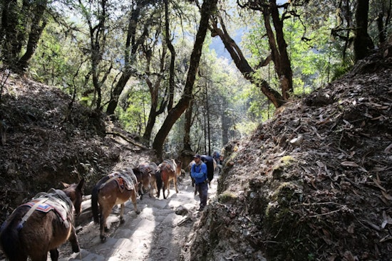 Ipswich Woman Injured and Horse Euthanized Following Trail Incident with Cyclist