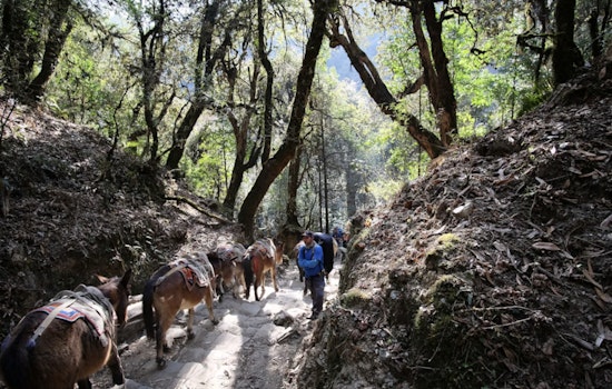 Ipswich Woman Injured and Horse Euthanized Following Trail Incident with Cyclist