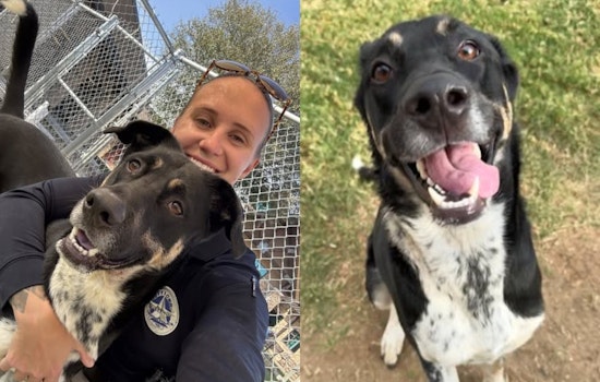 Irving Police Officer Adopts Wounded Dog Petey After Bonding During Mental Health Call