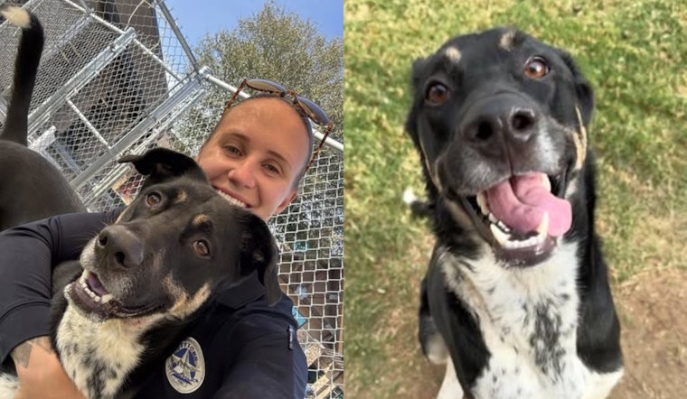 Irving Police Officer Adopts Wounded Dog Petey After Bonding During Mental Health Call