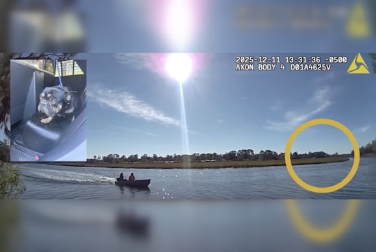 Jacksonville Officers and Fishermen Team Up to Rescue Stranded French Bulldog from Ribault River