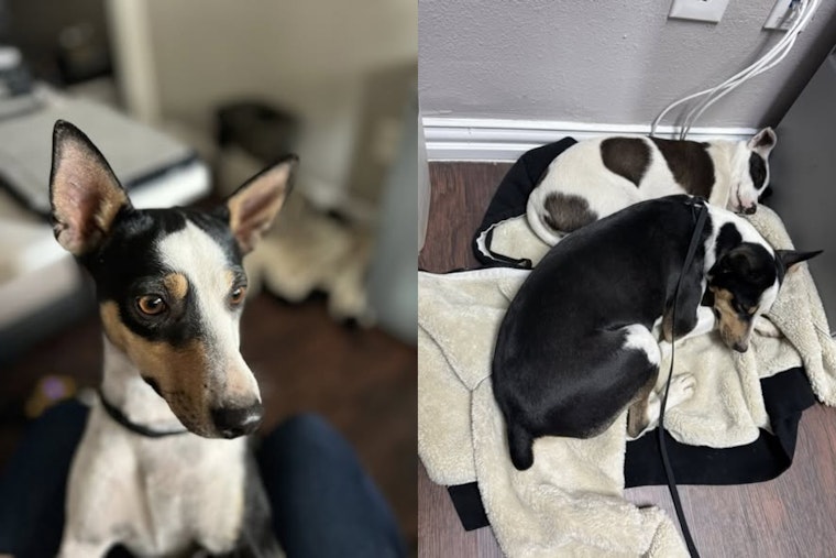 Justin, Texas Construction Workers and Police Safeguard Two Lost Dogs Found at Treeline Site