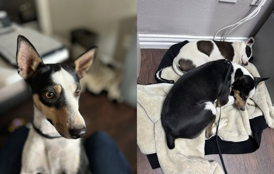 Justin, Texas Construction Workers and Police Safeguard Two Lost Dogs Found at Treeline Site