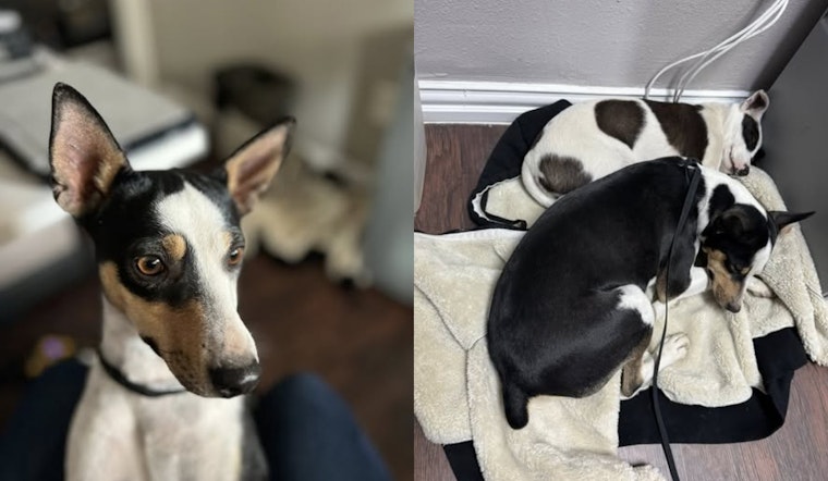 Justin, Texas Construction Workers and Police Safeguard Two Lost Dogs Found at Treeline Site