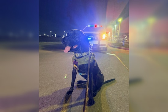 K9 And Drone Team Track Down Missing Kids Near Greenwood Forest