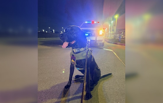 K9 And Drone Team Track Down Missing Kids Near Greenwood Forest
