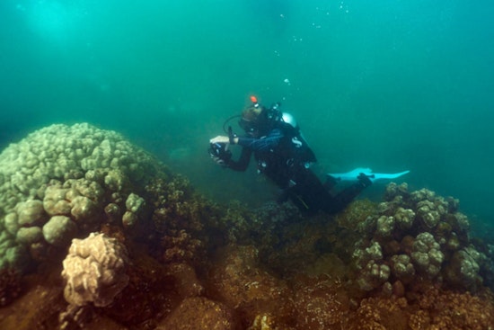 Kauaʻi Fishpond Becomes Coral ER As First Reef Patients Check In