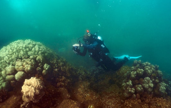 Kauaʻi Fishpond Becomes Coral ER As First Reef Patients Check In