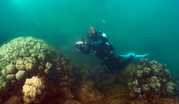 Kauaʻi Fishpond Becomes Coral ER As First Reef Patients Check In