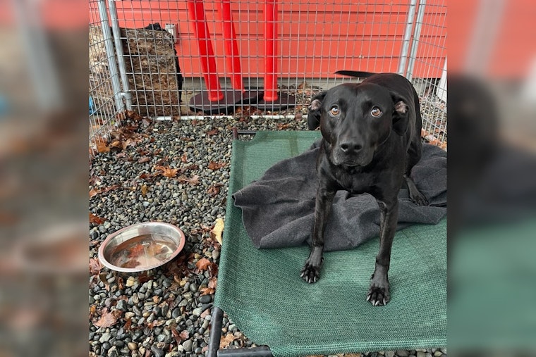 Kirkland Police Reunite Lost Dog with Owner in North Rose Hill After Social Media Alert