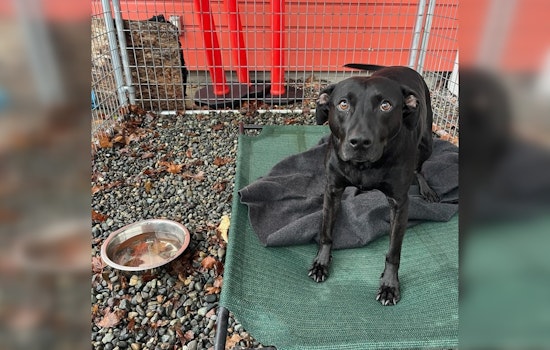Kirkland Police Reunite Lost Dog with Owner in North Rose Hill After Social Media Alert