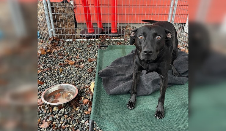 Kirkland Police Reunite Lost Dog with Owner in North Rose Hill After Social Media Alert