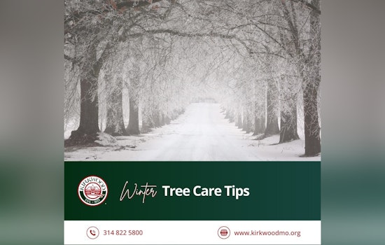 Kirkwood's Urban Forestry Commission Shares Winter Tree Care Tips to Maintain Lush Greenery