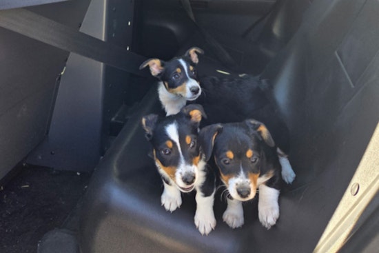 Las Vegas' Operation Pawsitive Change Rescues 28 Puppies, Issues 56 Citations