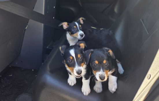Las Vegas' Operation Pawsitive Change Rescues 28 Puppies, Issues 56 Citations