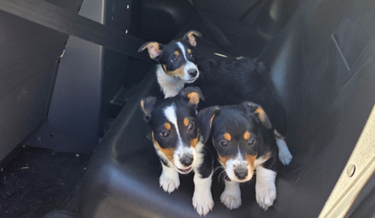 Las Vegas' Operation Pawsitive Change Rescues 28 Puppies, Issues 56 Citations